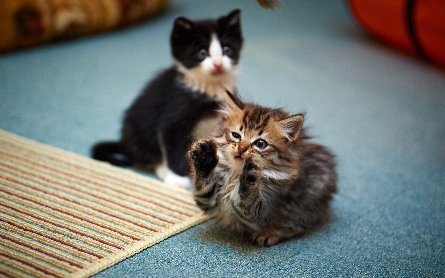 Смешной маленький игривый кот и его брат