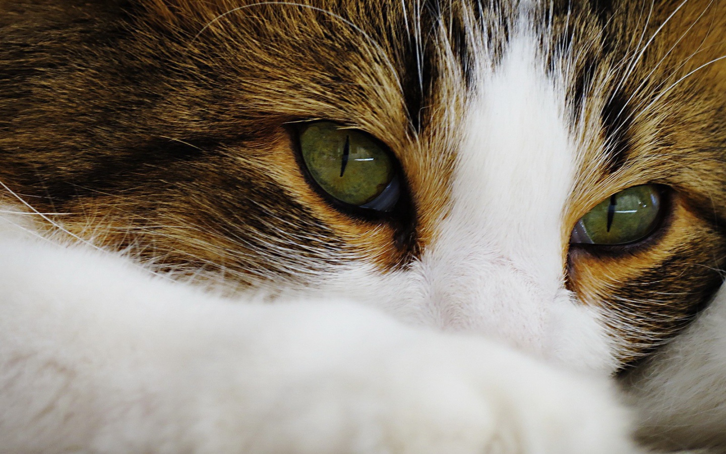 Зеленые глаза кота