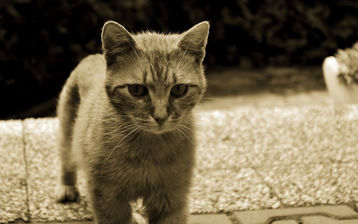 Серый кот с белыми усами