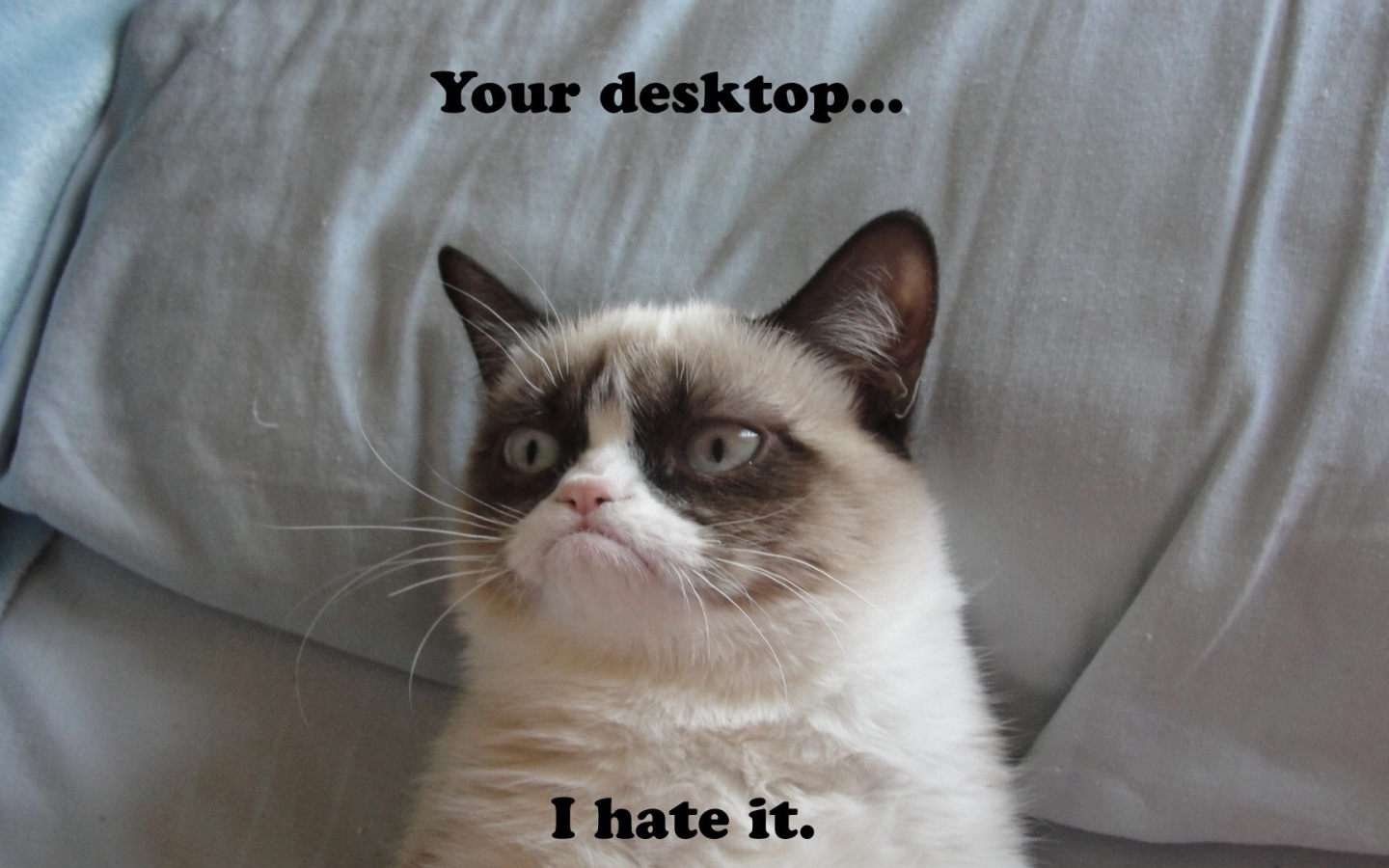 Недовольный кот на десктопе