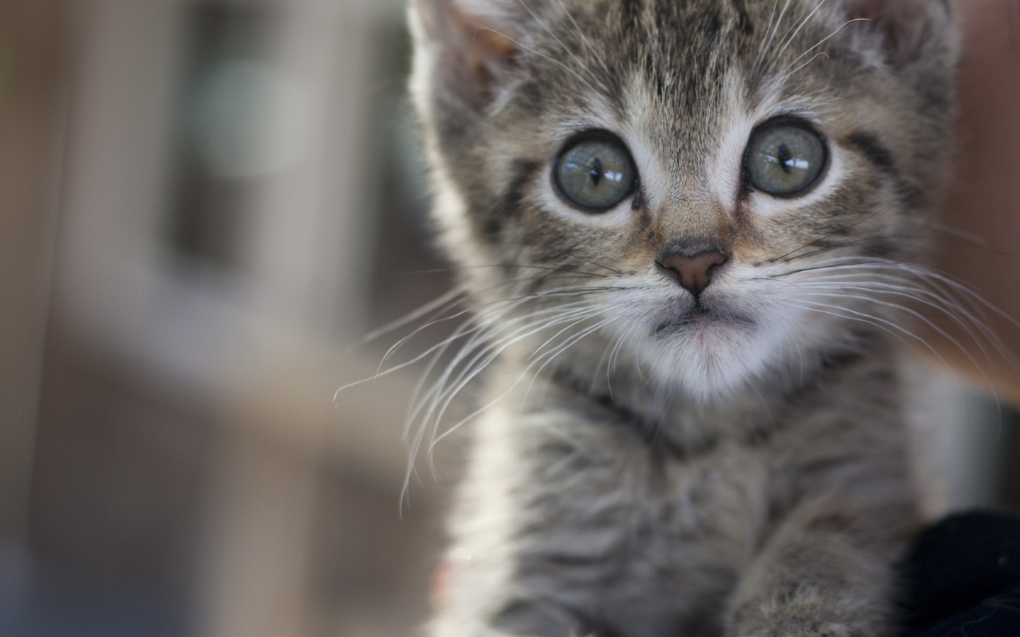 Малыш мейн-кун с испуганным взглядом