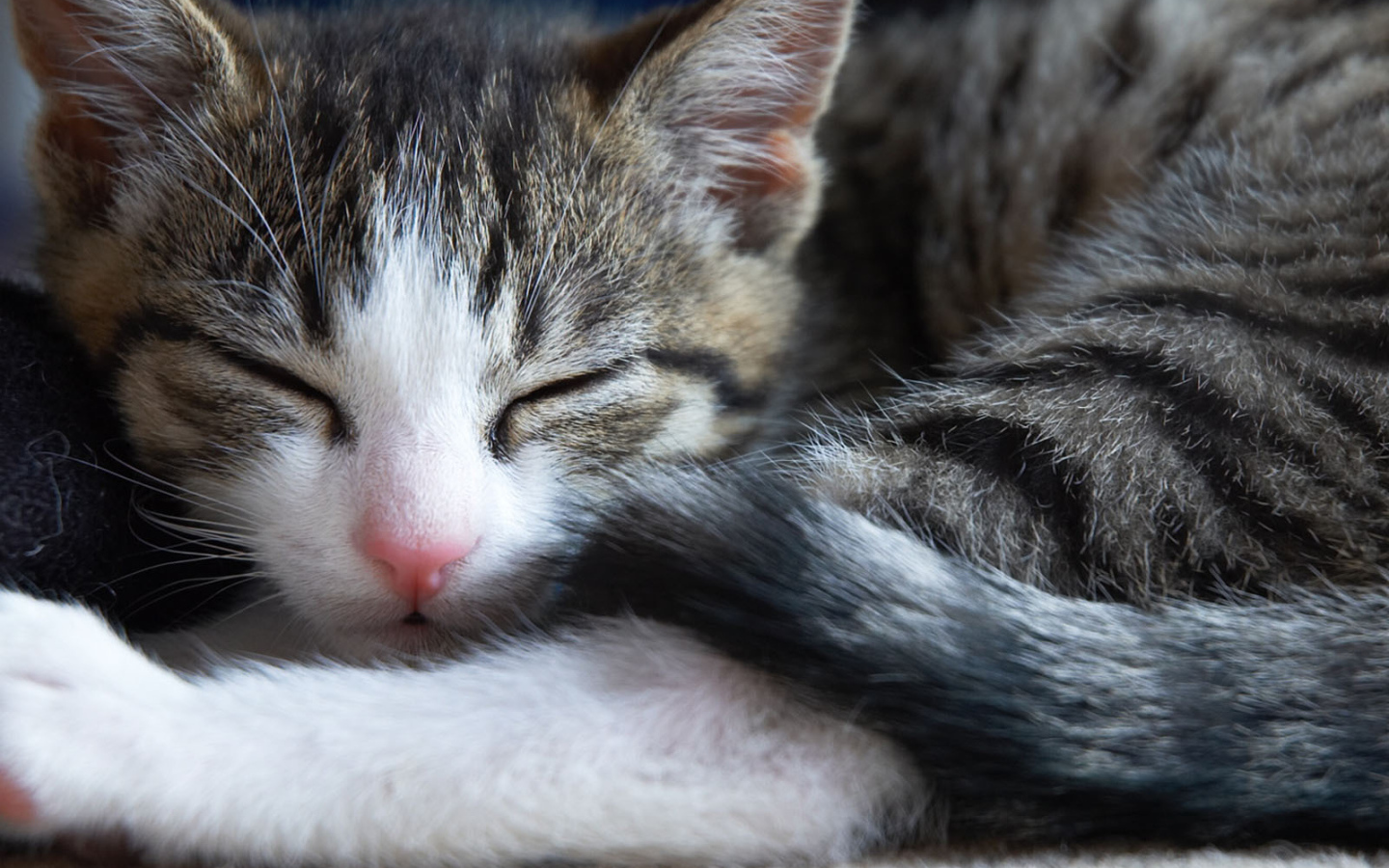 Маленький симпатичный спящий кот