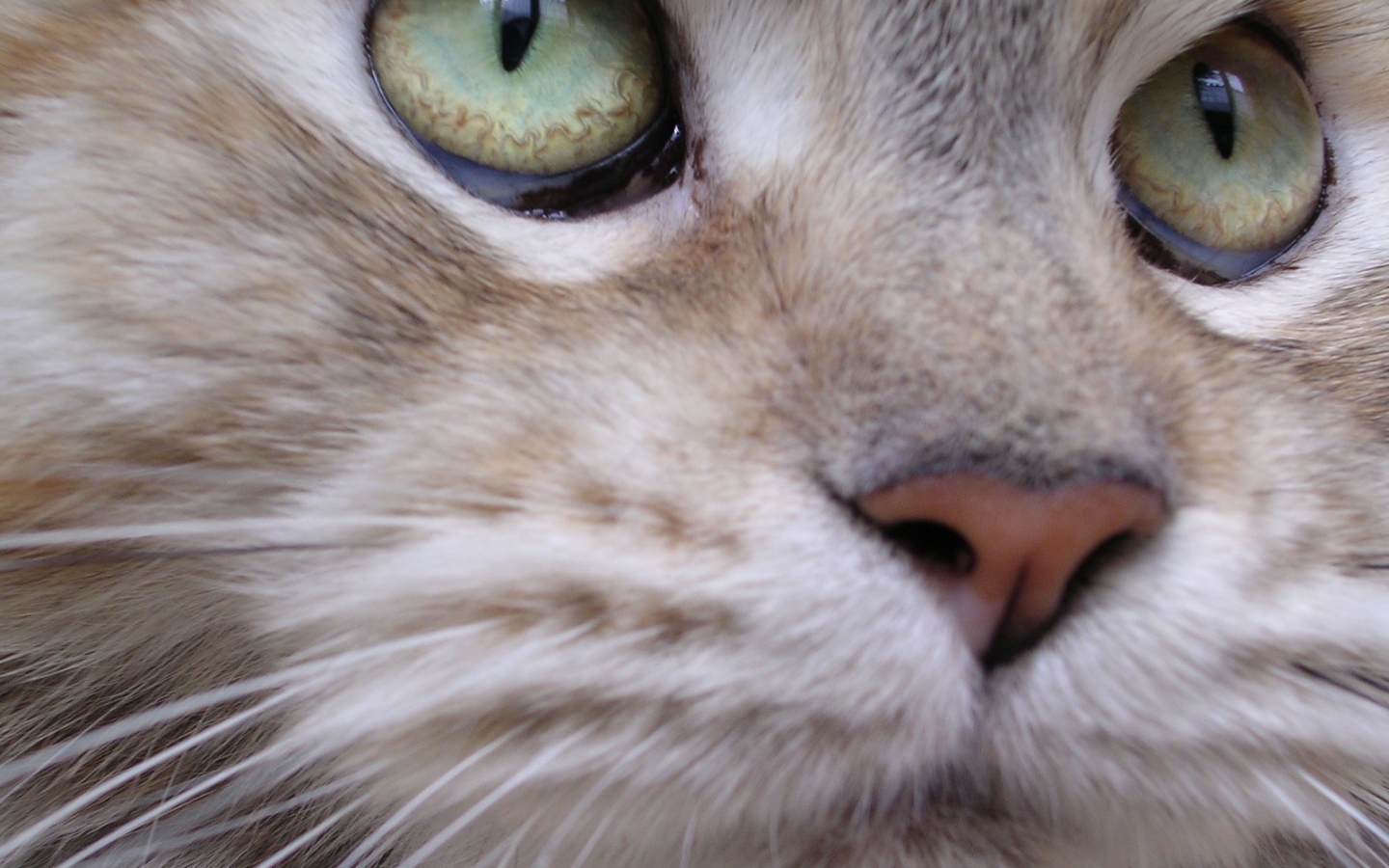 Мейн-кун кот крупным планом