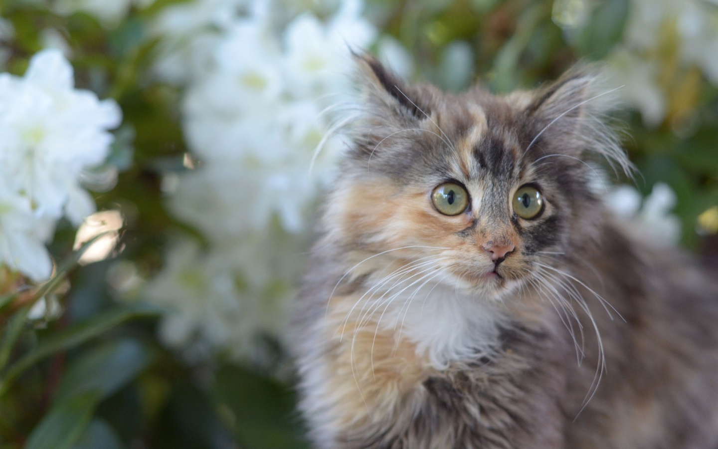 Мартовский кот