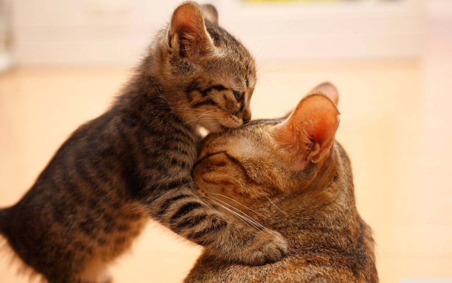 Моя любимая мама кошка