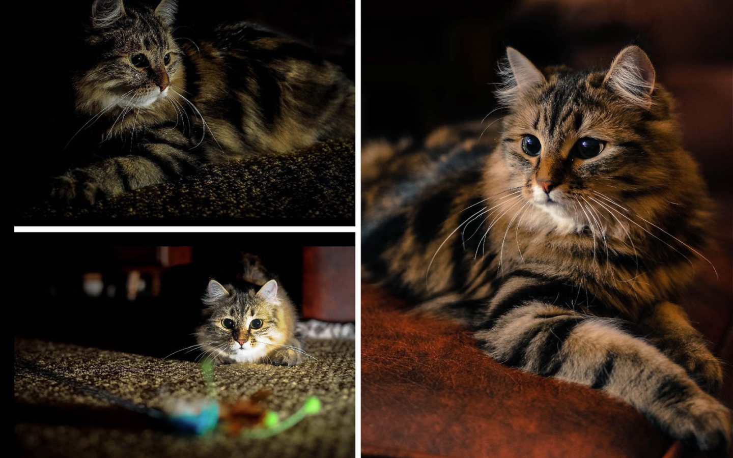 Фотоколлаж сибирского кота