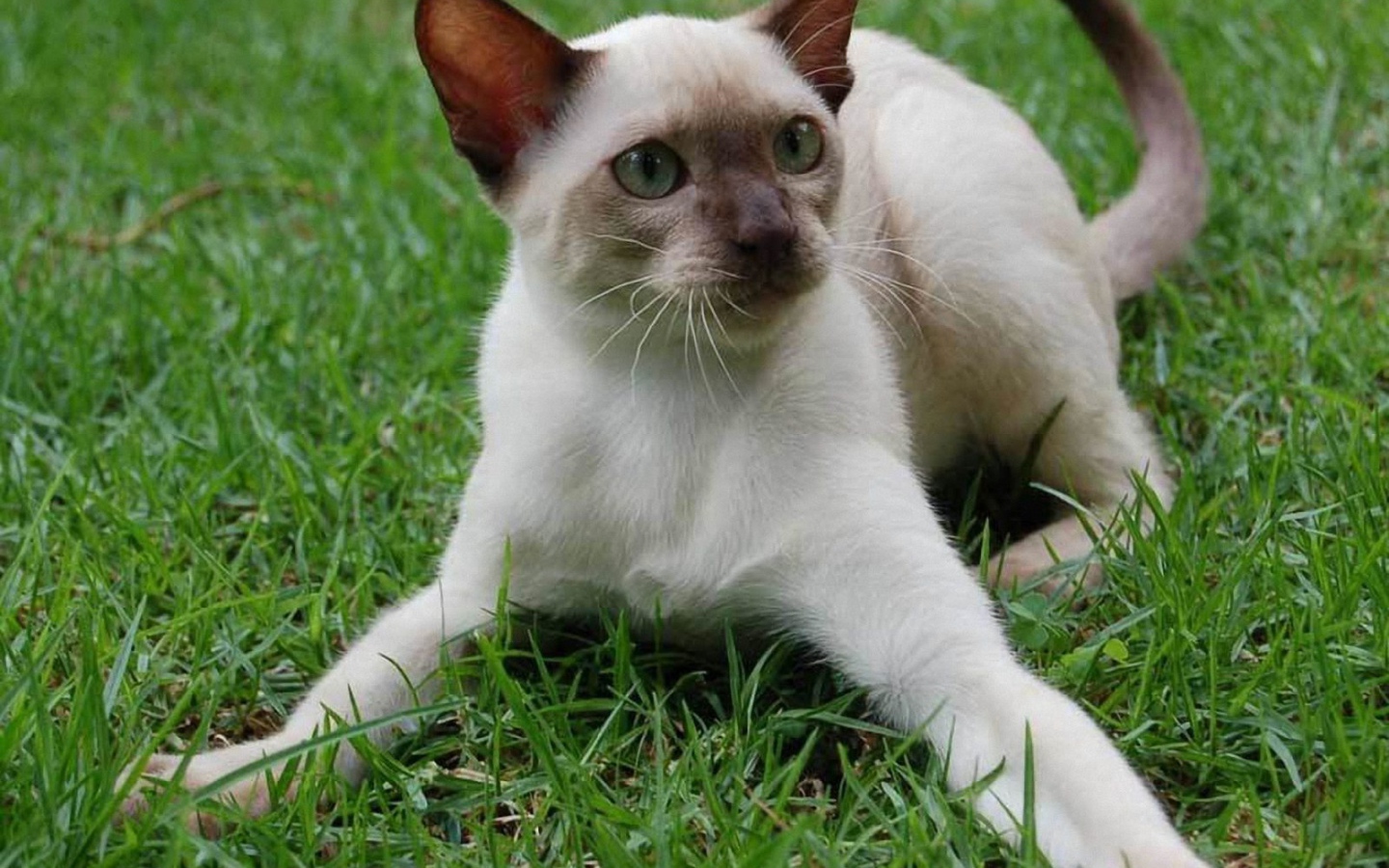 Игривый сиамский кот на траве