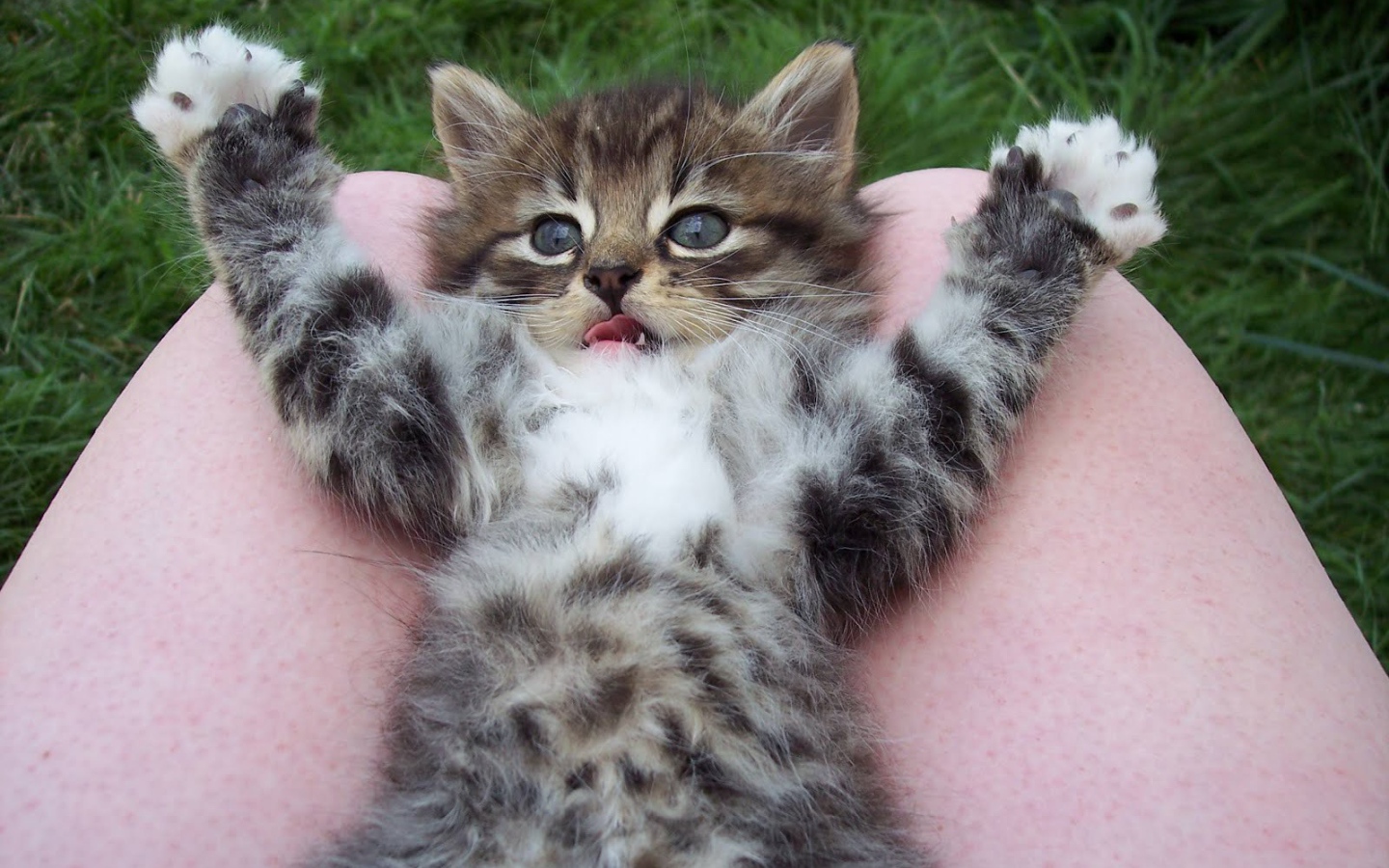 Игривый маленький кот на коленях