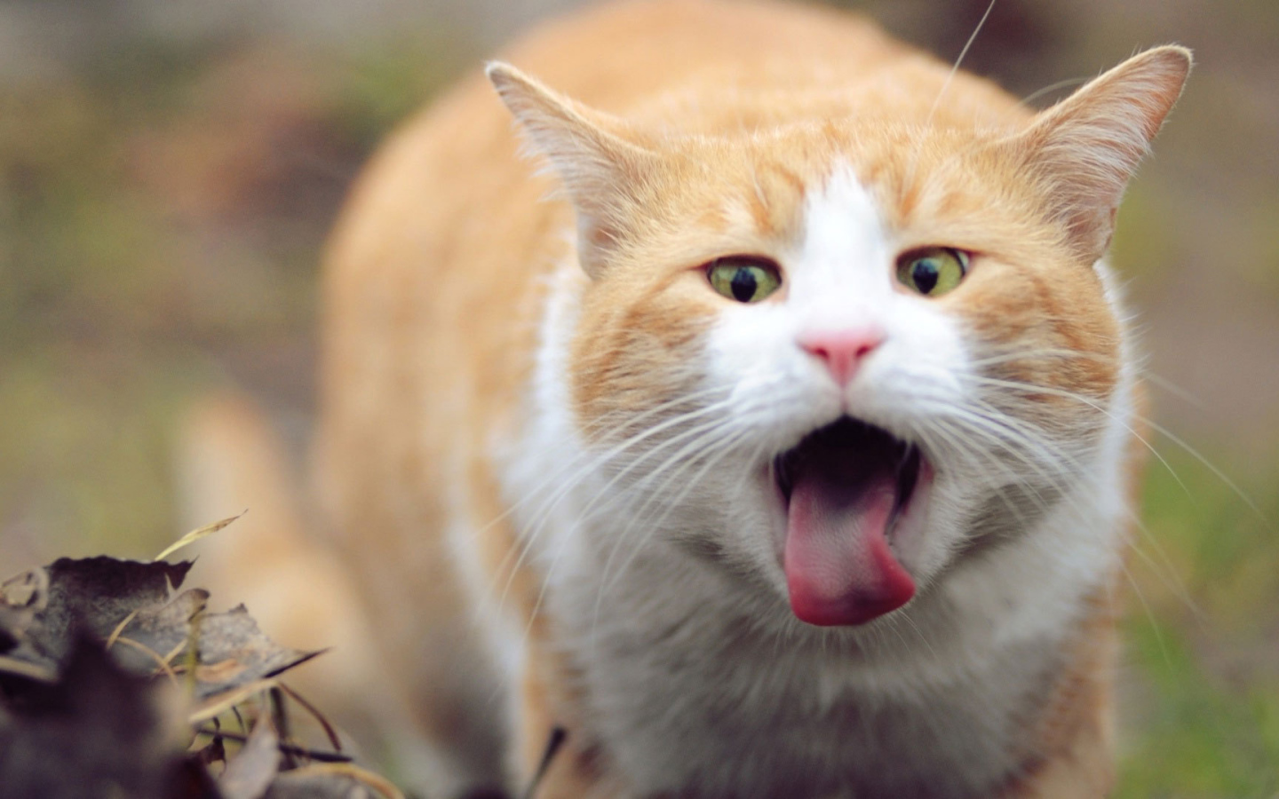 Рыжий кот и язык