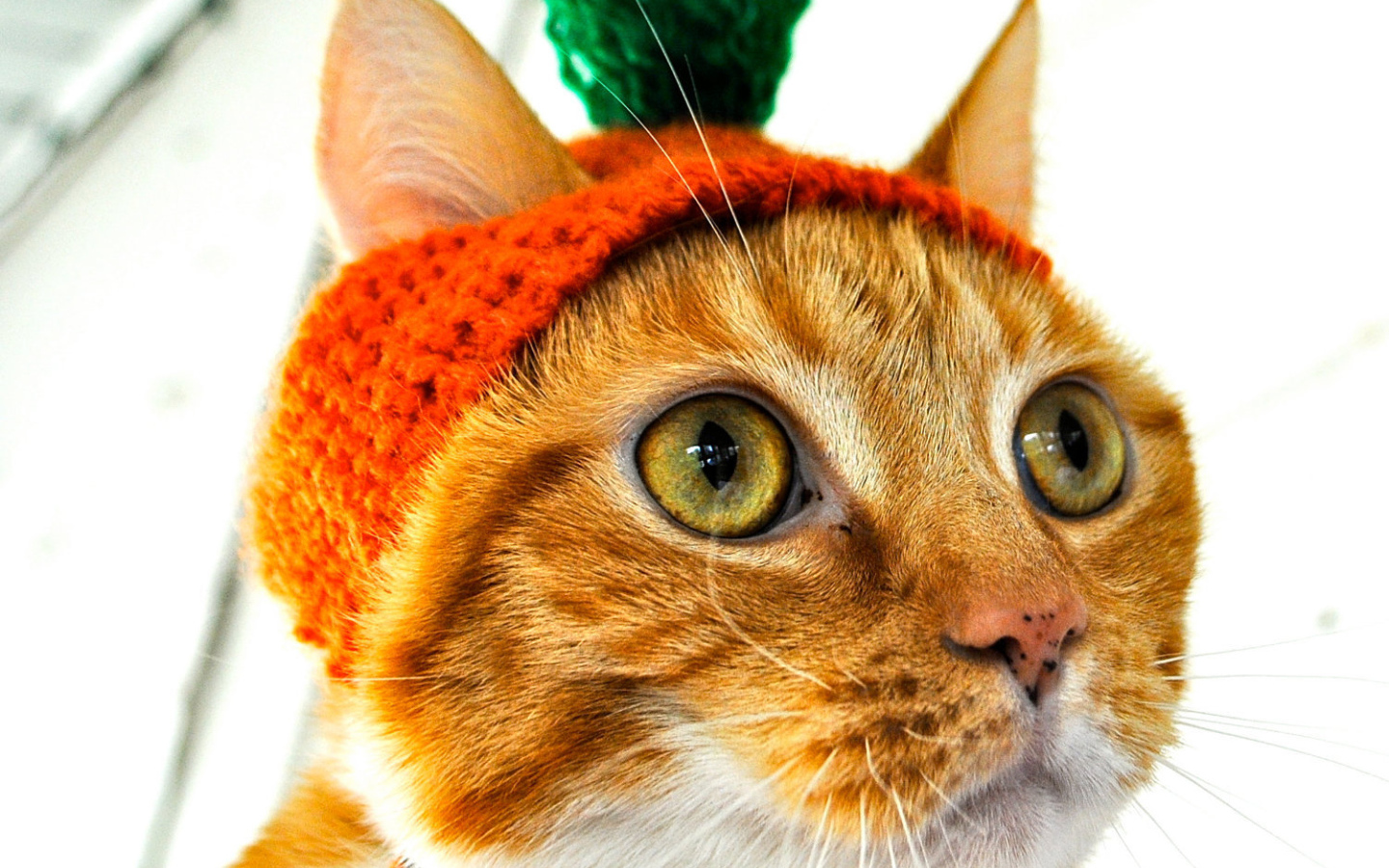Рыжий кот в шапочке Морковка