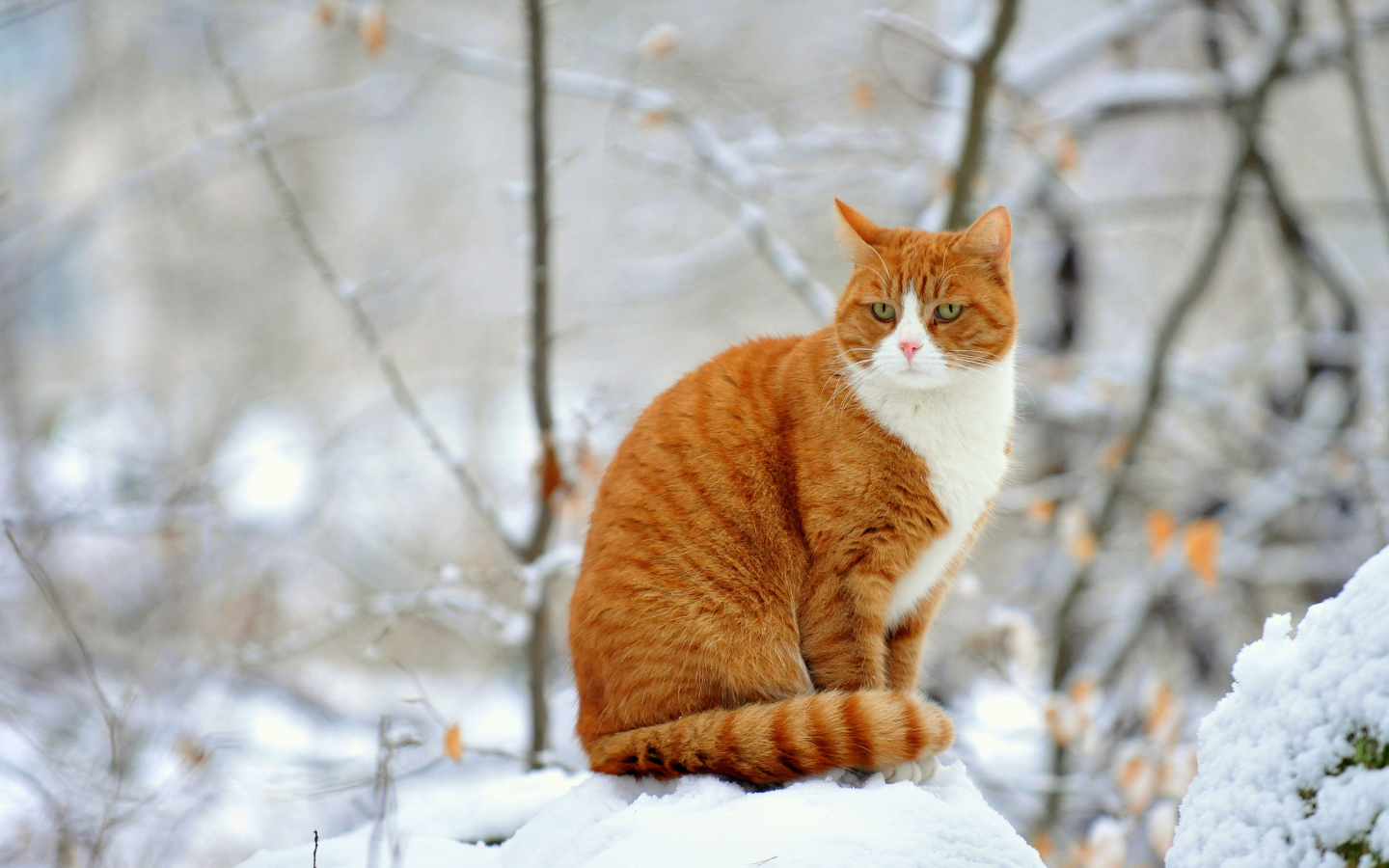 Рыжий кот зимой сидит на сугробе