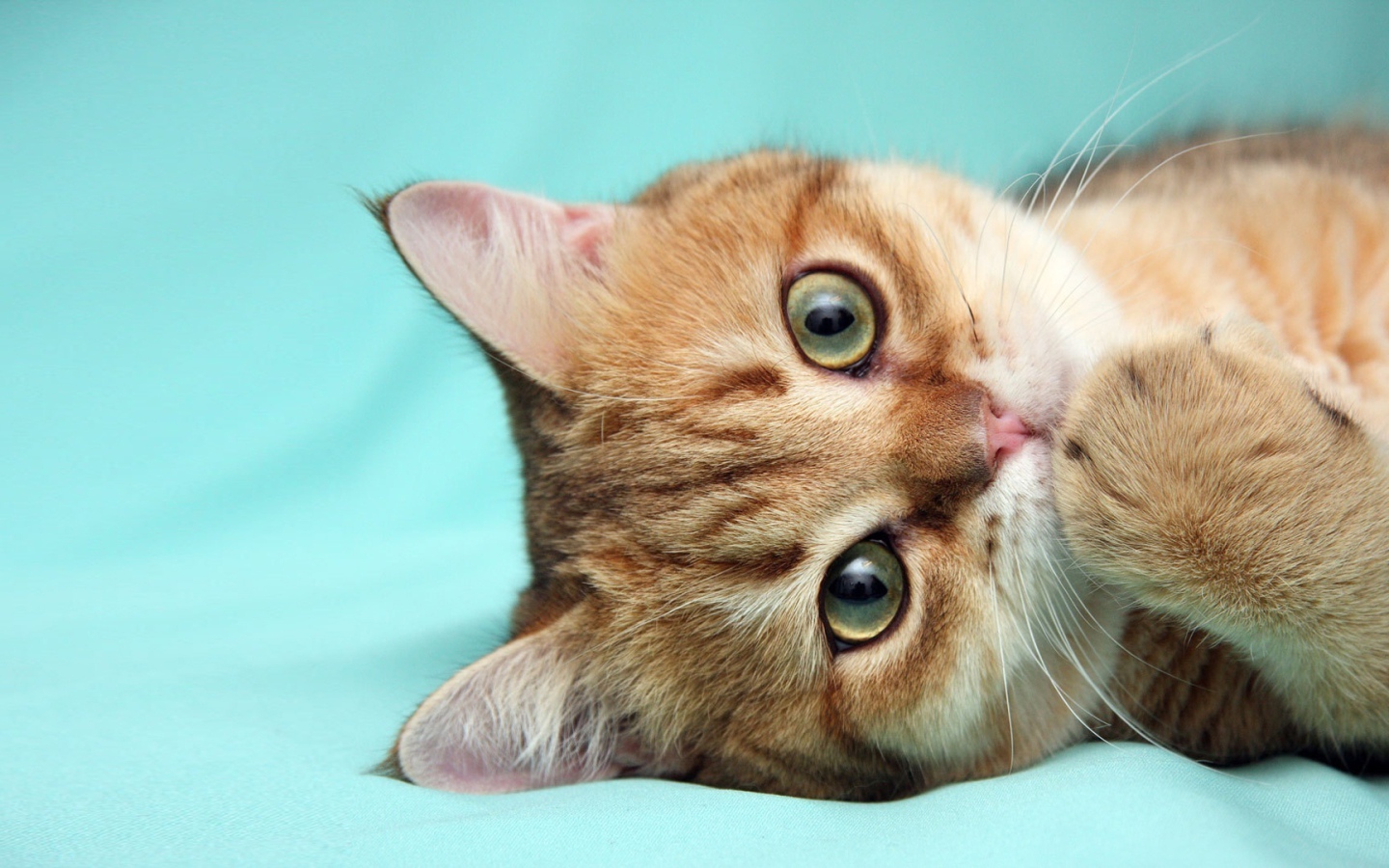 Рыжий кот что-то наделал