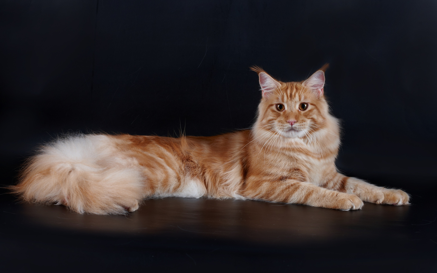 Рыжий симпатичный кот мейн-кун позирует