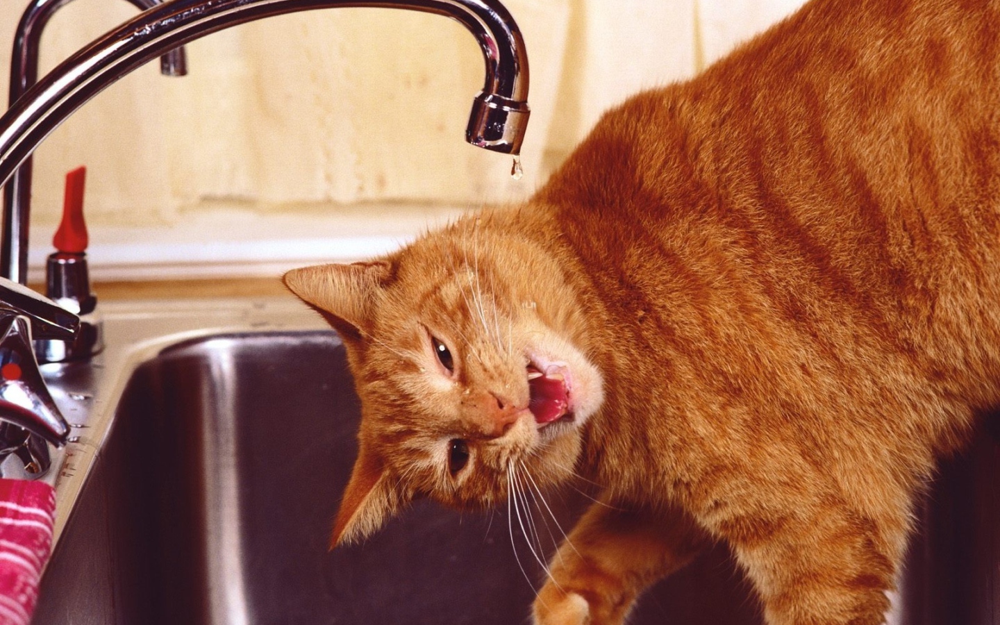 Рыжий смешной кот пьёт воду