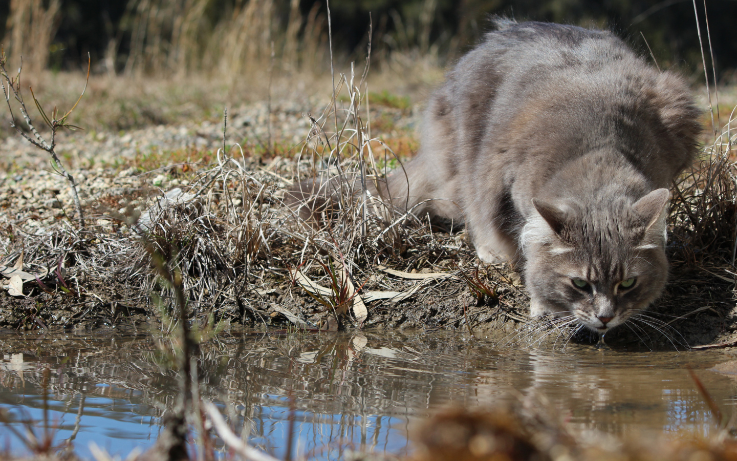 Серьёзный серый кот пьёт воду