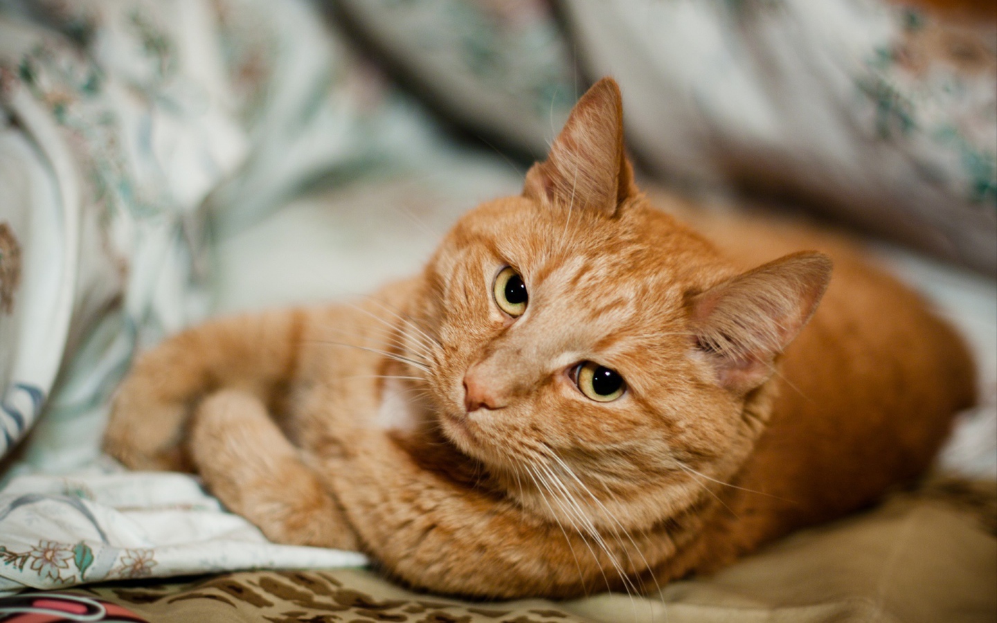 Короткошёрстный рыжий кот скучает