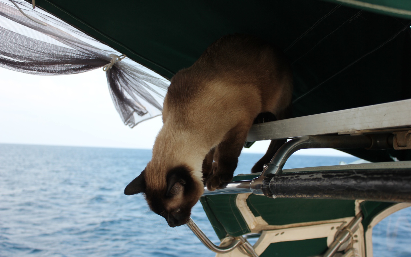 Сиамский кот собирается прыгать
