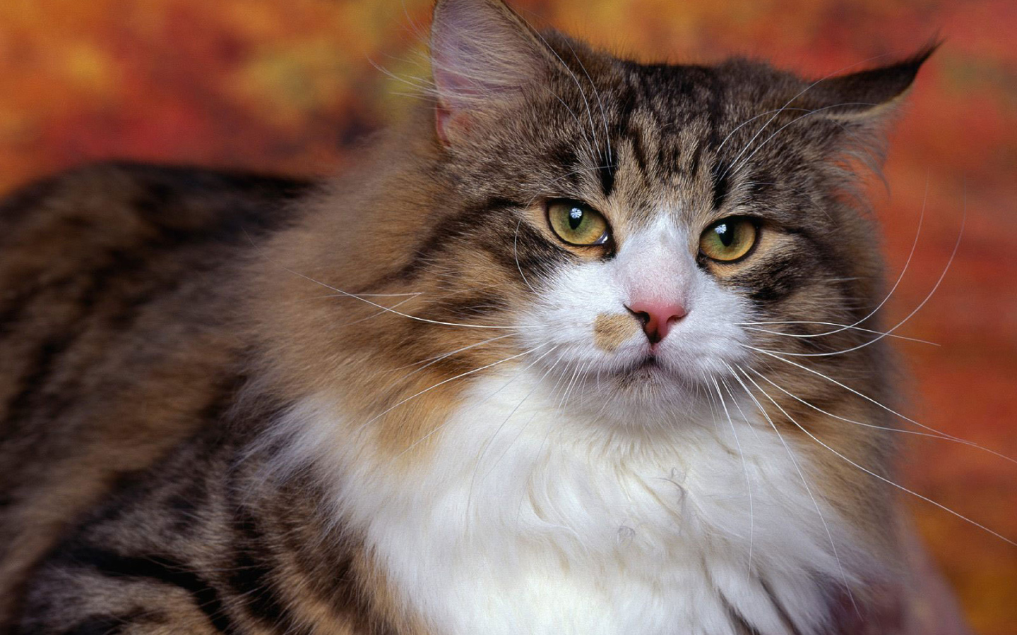 Сибирский кот на фоне осенних листьев