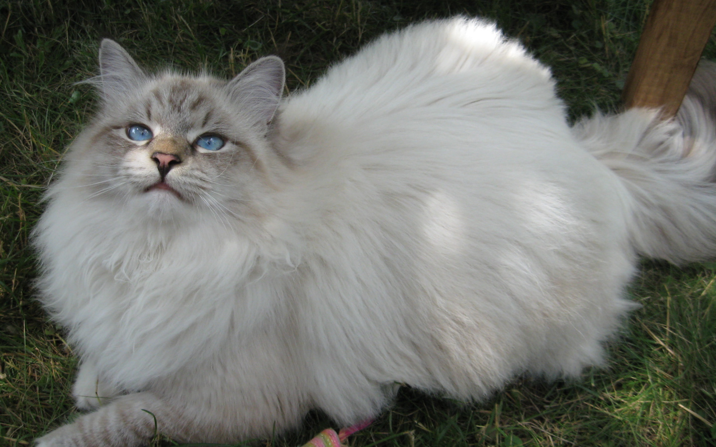 Сибирский кот на траве