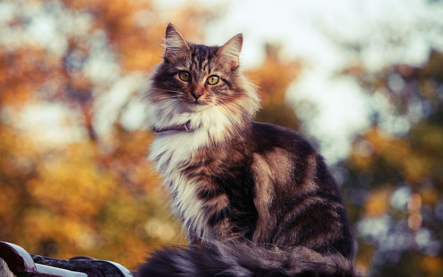 Сибирский кот на улице осенью