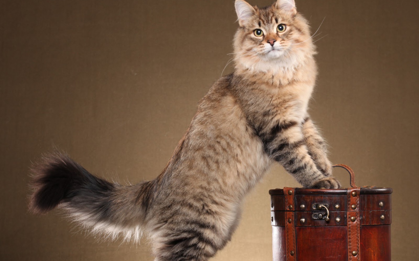 Сибирский кот позирует на коричневом фоне