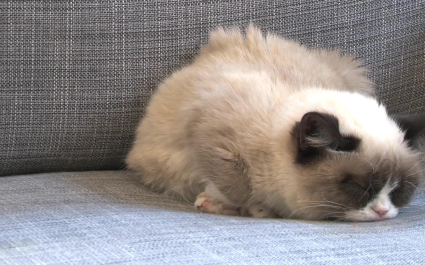 Спящий недовольный кот