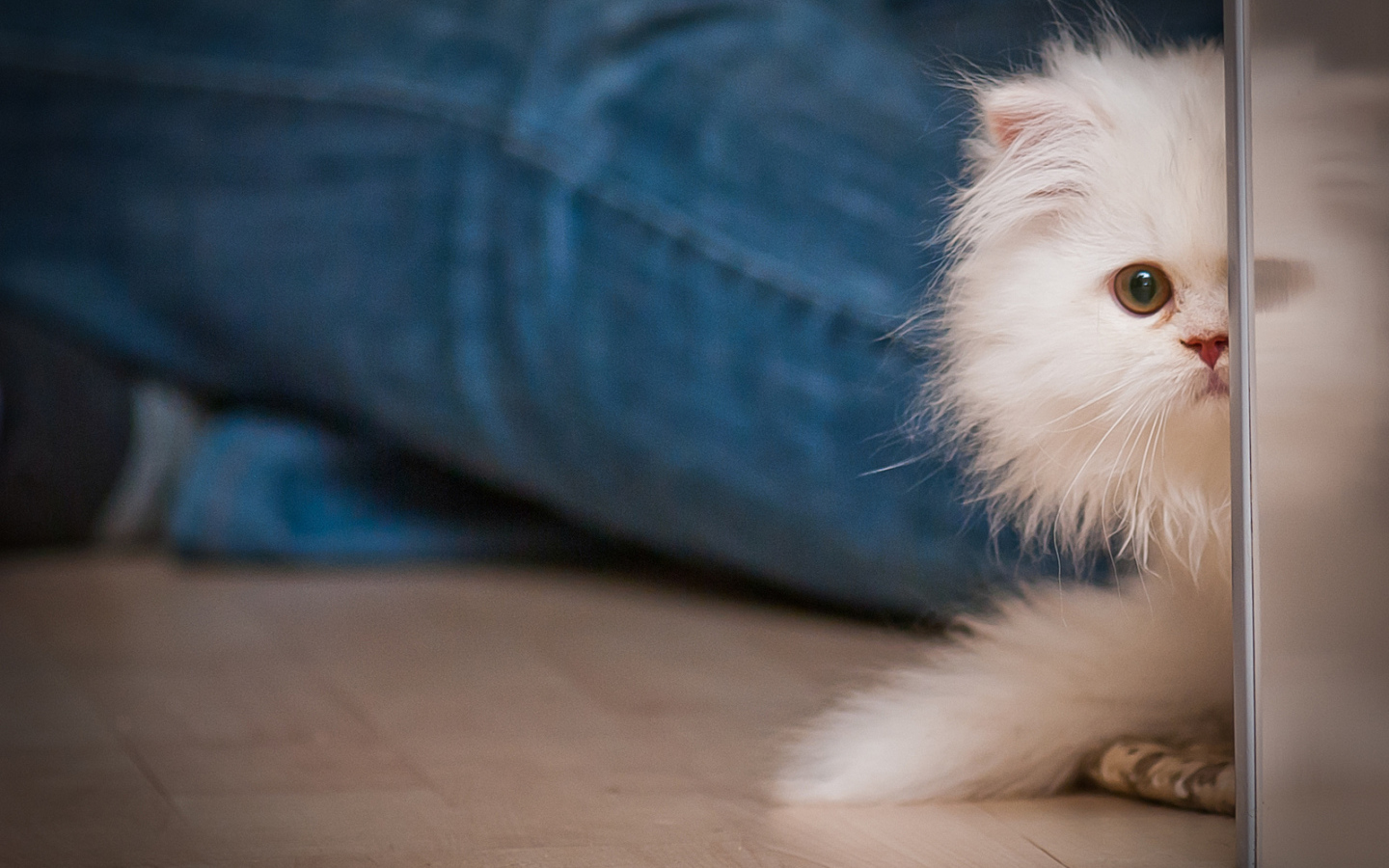 Маленький персидский кот прячется