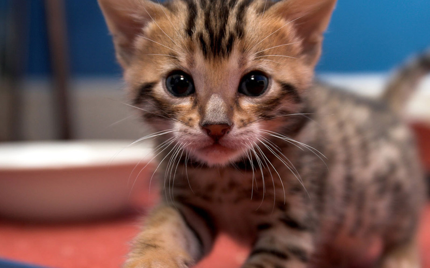 Маленький красивый бенгальский кот ищет маму