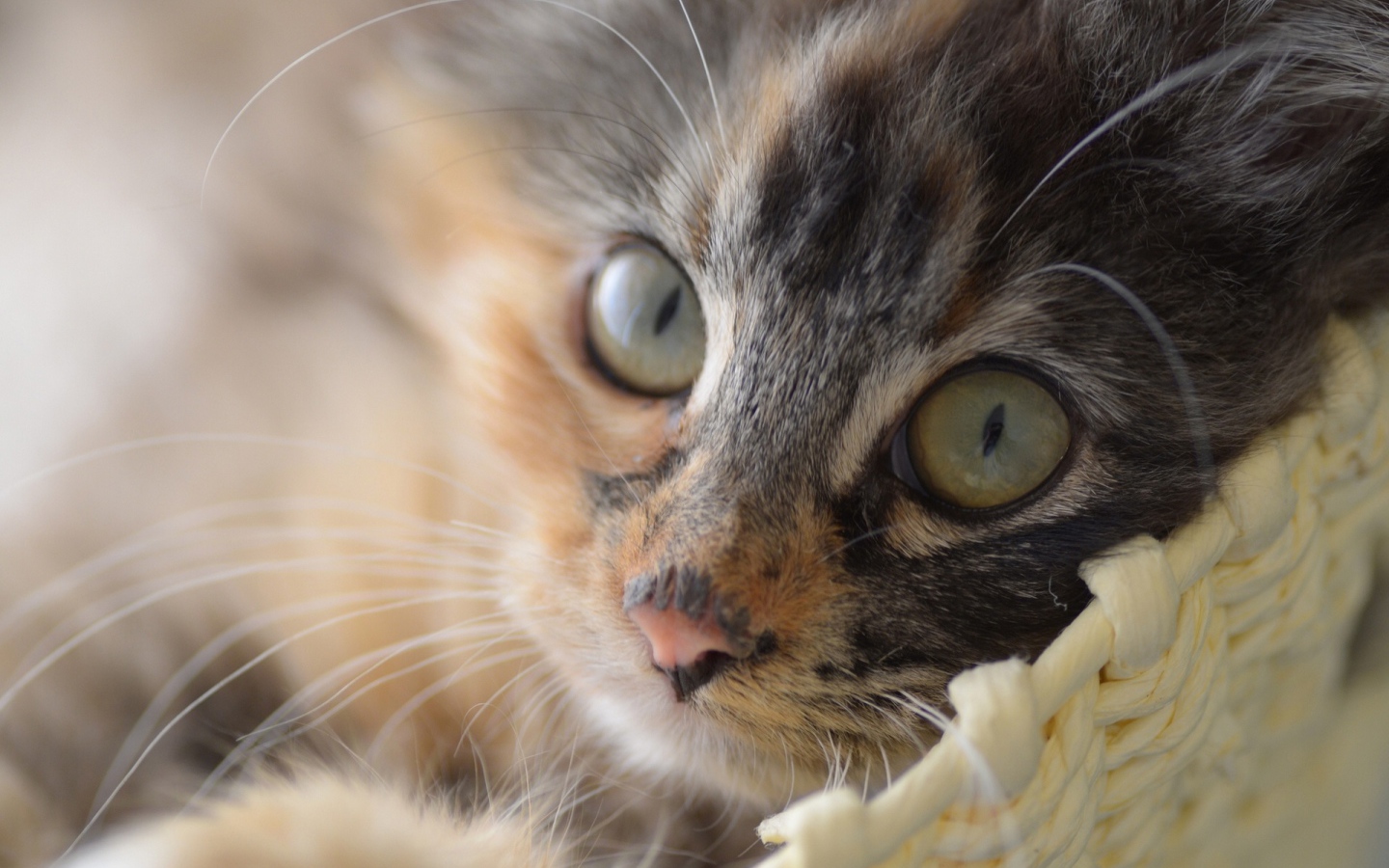 Маленький разноцветный грустный кот