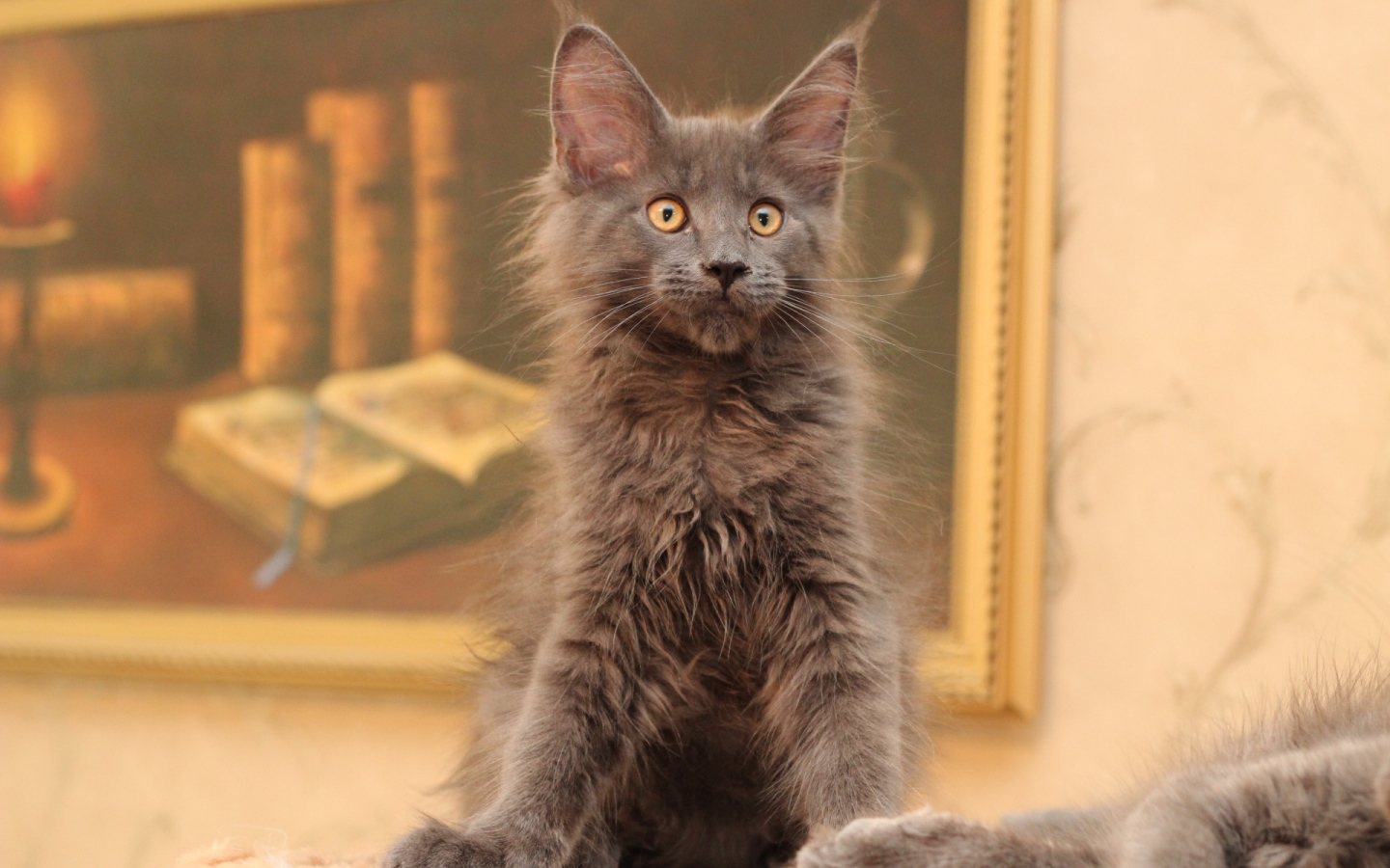 Маленький серый игривый кот мейн-кун