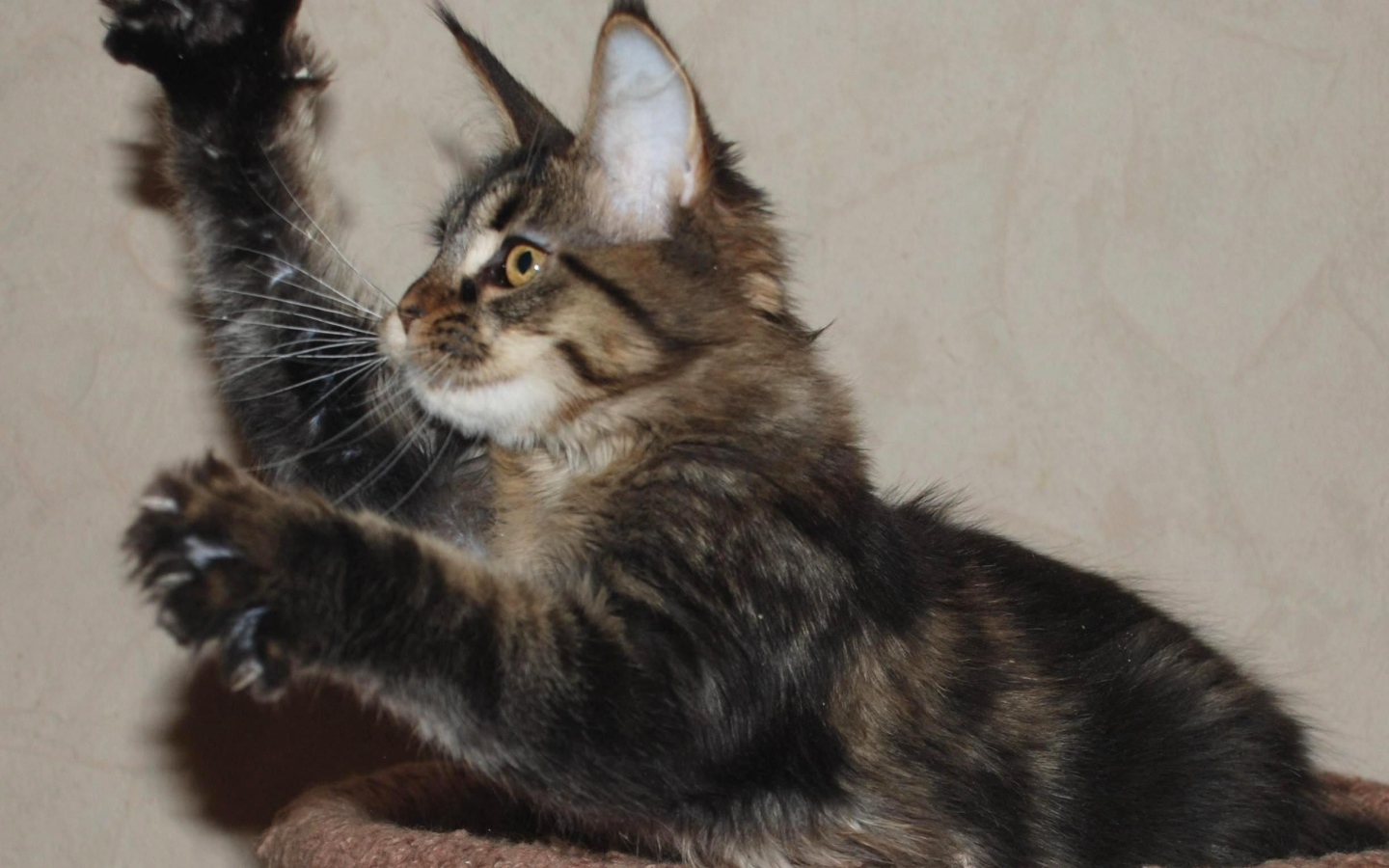 Маленький игривый кот мейн-кун