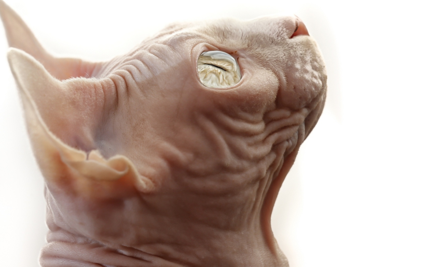 Кот сфинкс на белом фоне