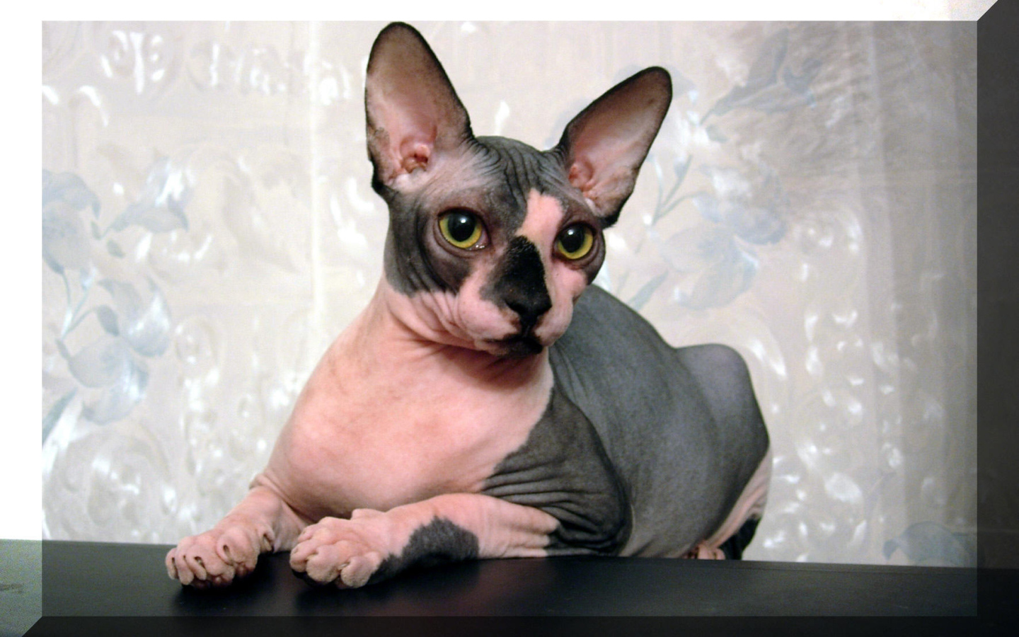 Кот сфинкс отдыхает на столе