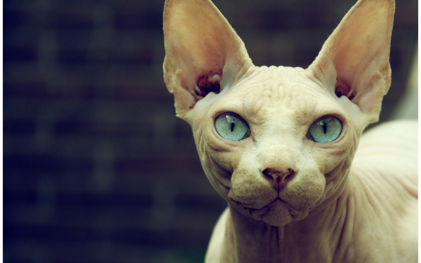 Кот сфинкс с голубыми глазами