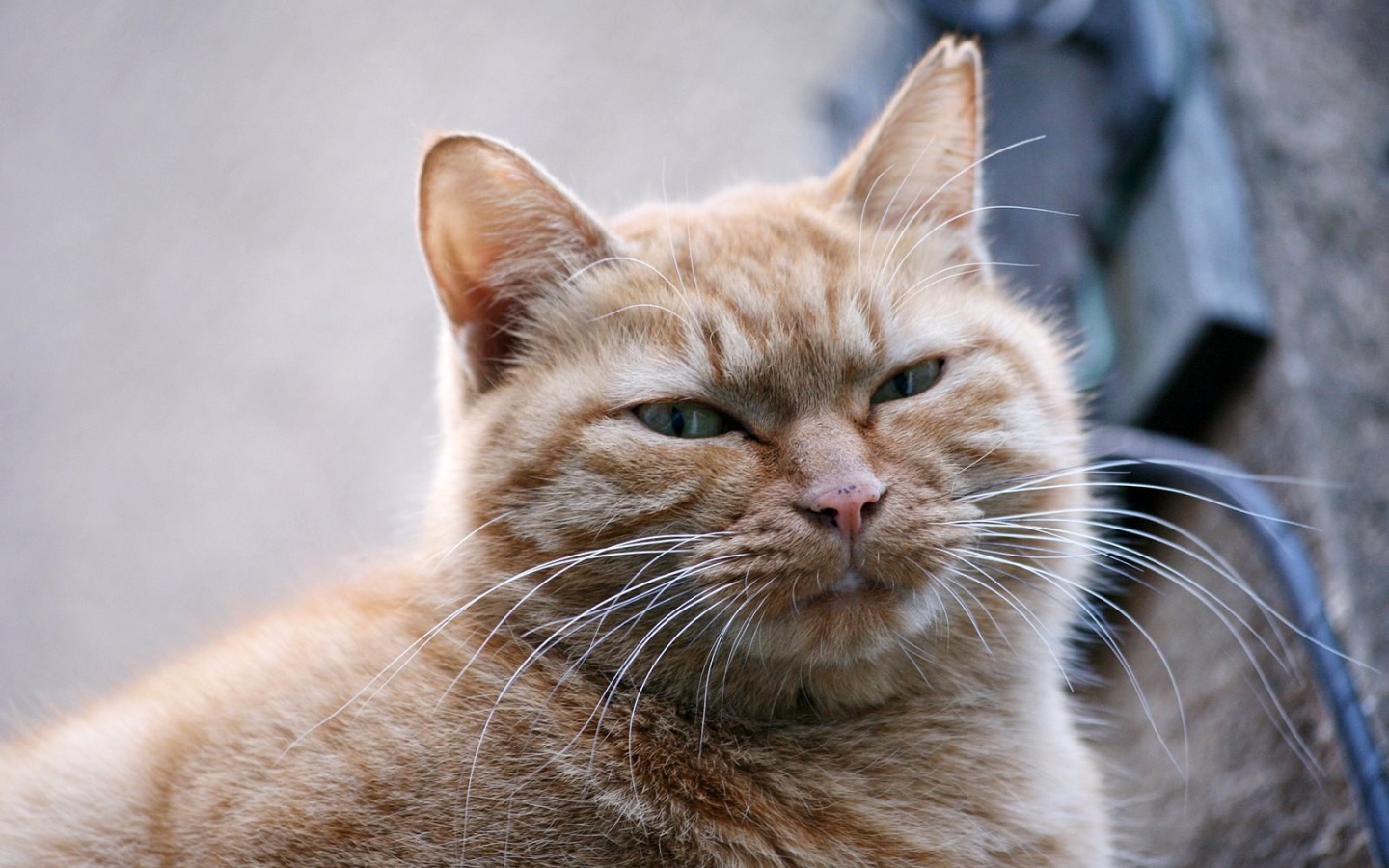 Толстый серый кот