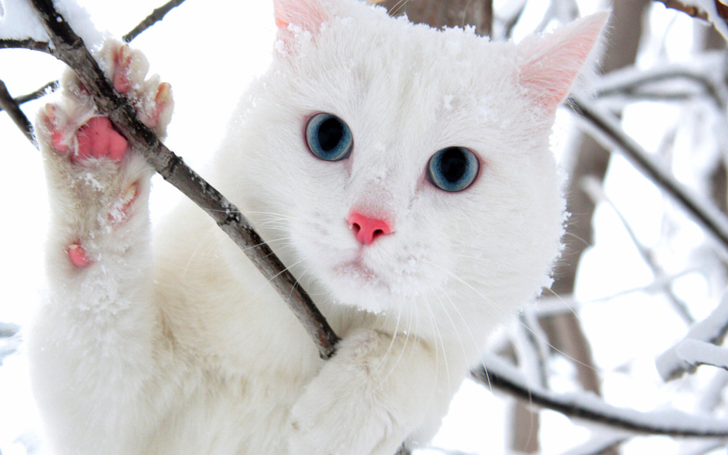 Белый голубоглазый кот в кустах