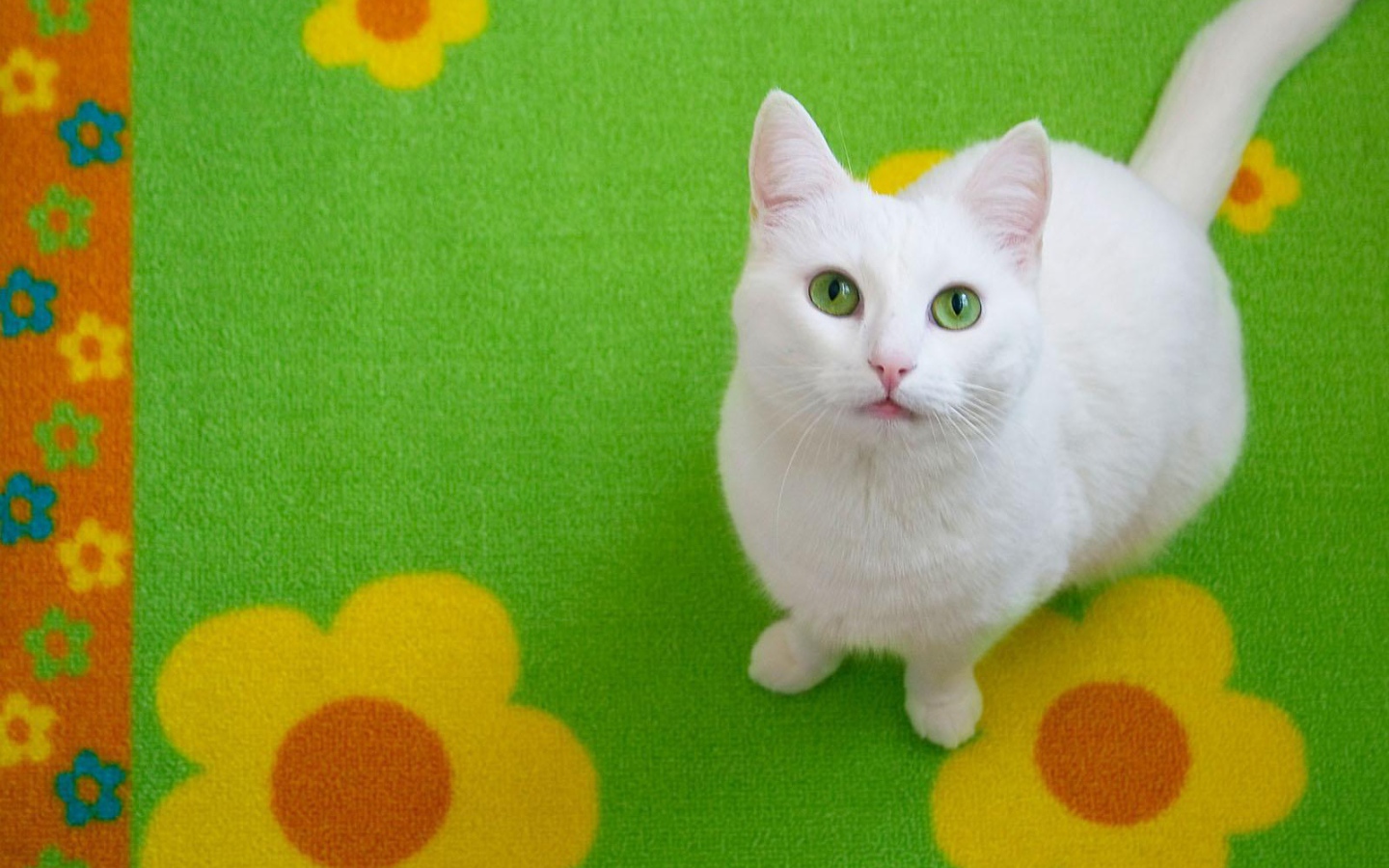 Белый кот на зелёном ковре