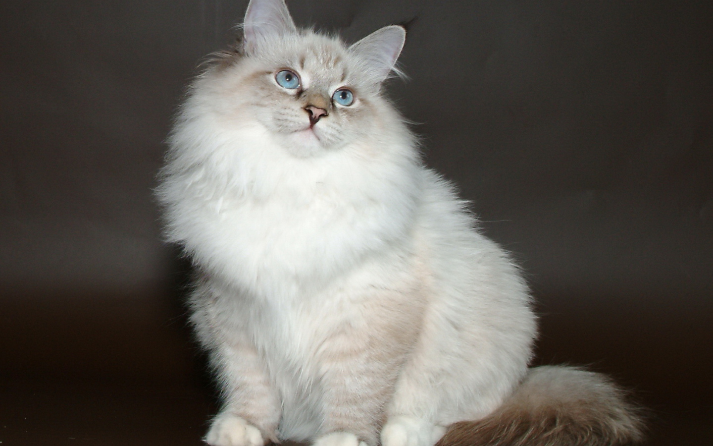 Молодой красивый сибирский кот позирует