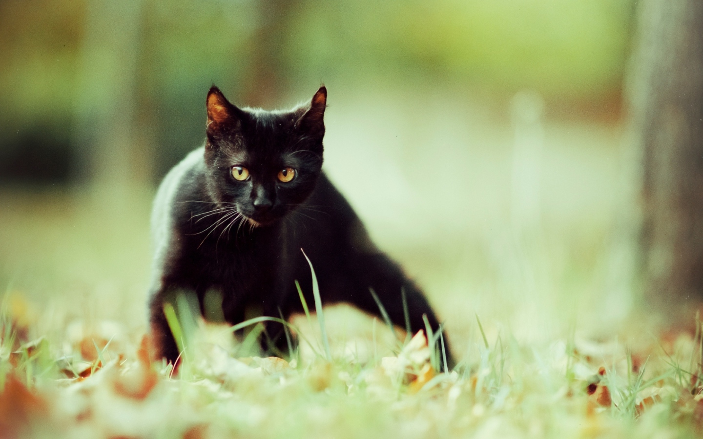 Маленький чёрный кот крадётся