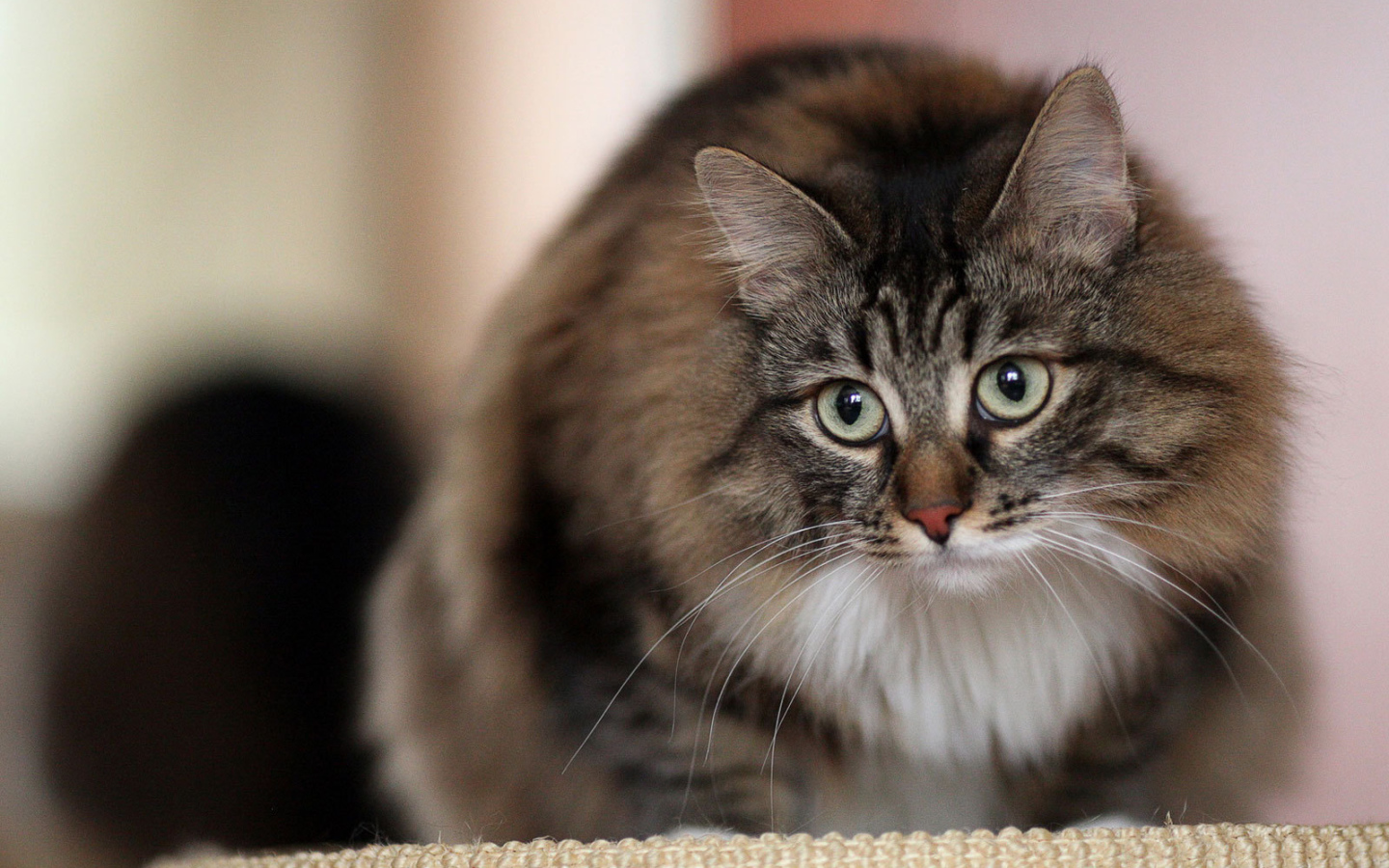 Красивый сибирский кот на кого-то смотрит