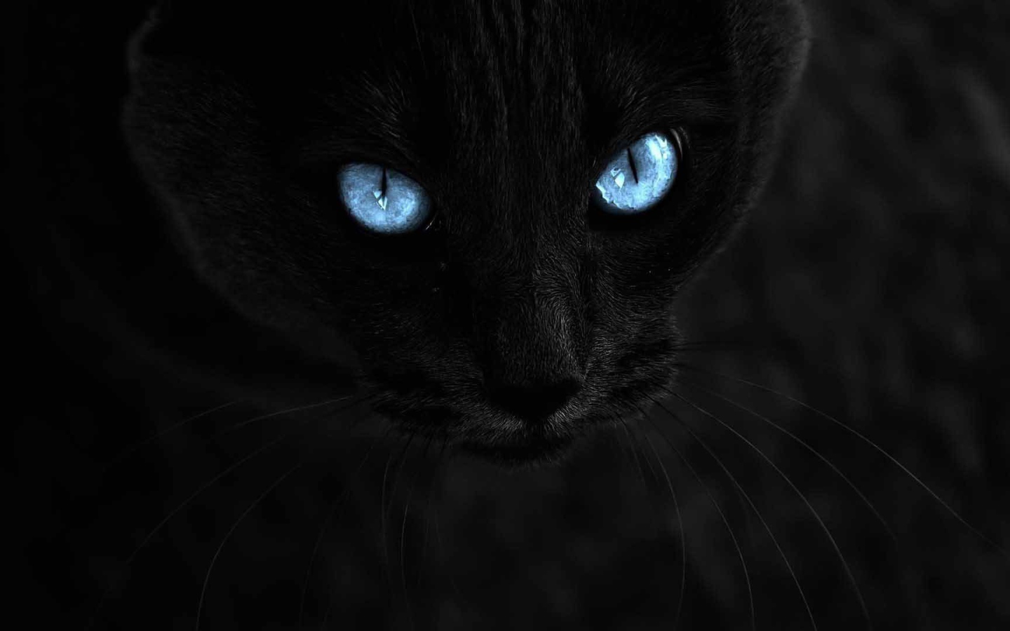 Черная ава на телефон. Черный кот с голубыми глазами. Чёрный кот с синими глазами. Чёрные коты с голубыми глазами. Кот с фиолетовыми глазами.