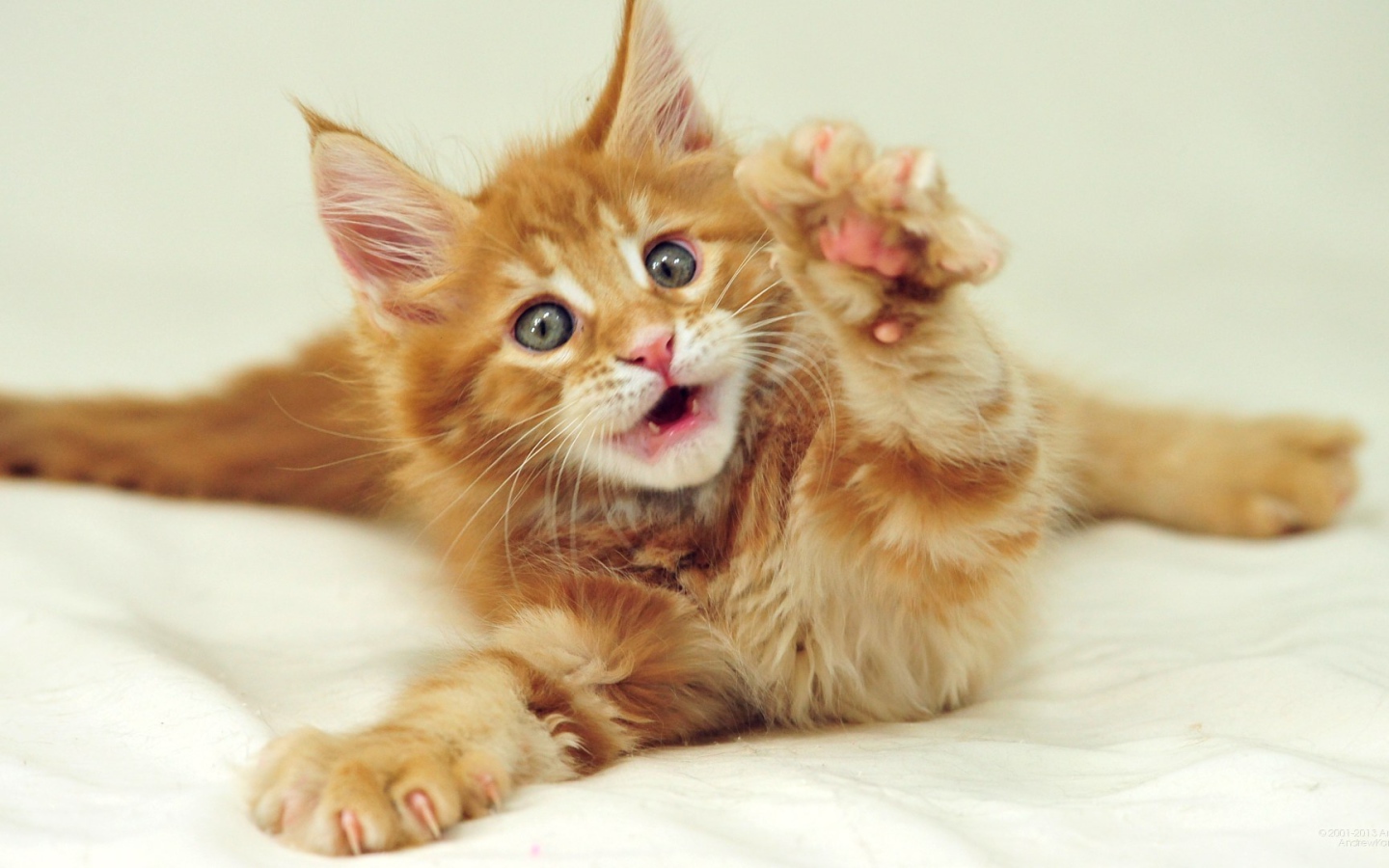 Маленький рыжий симпатичный мейн-кун кот с серыми глазами