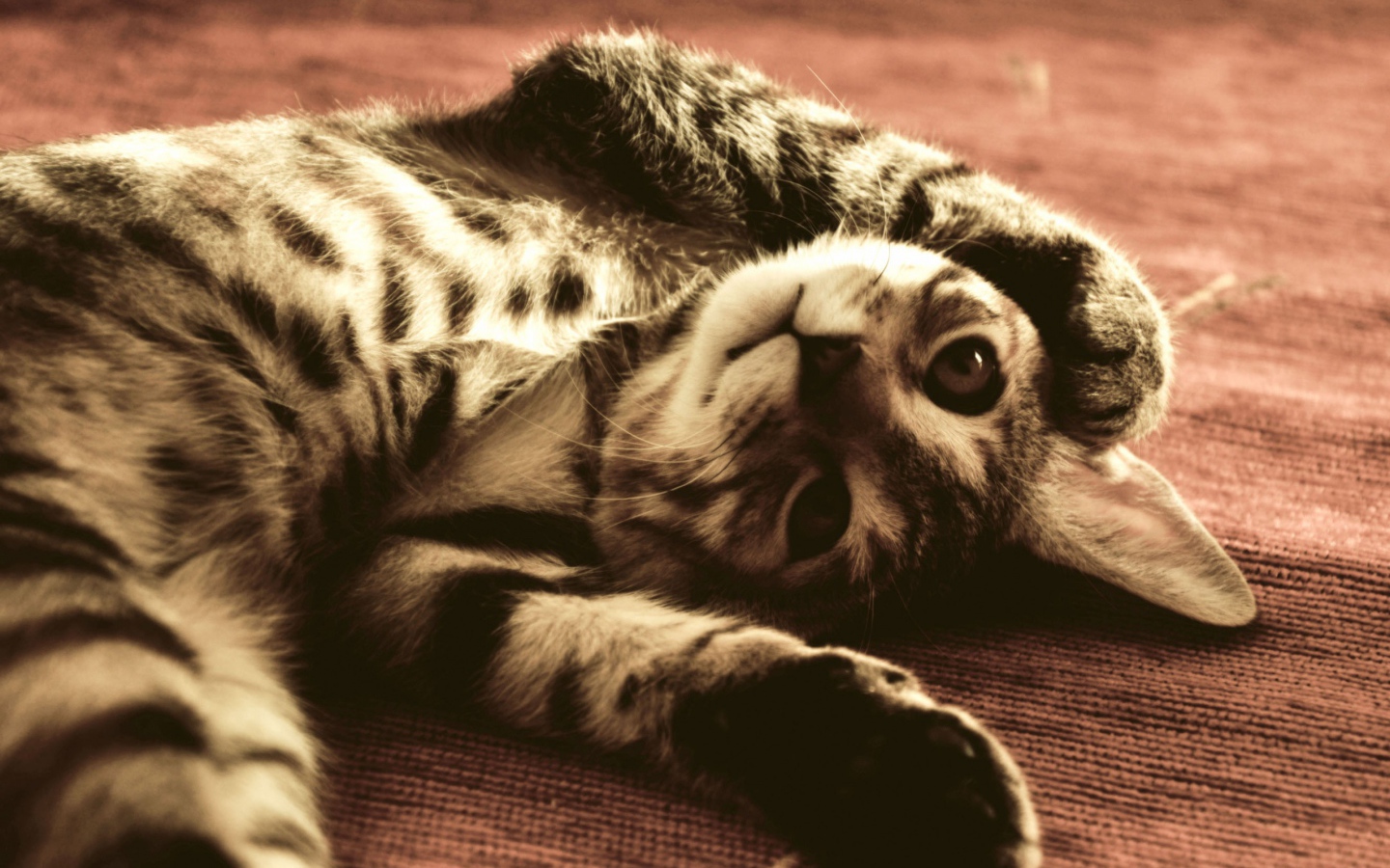 Полосатый смешной кот развалился