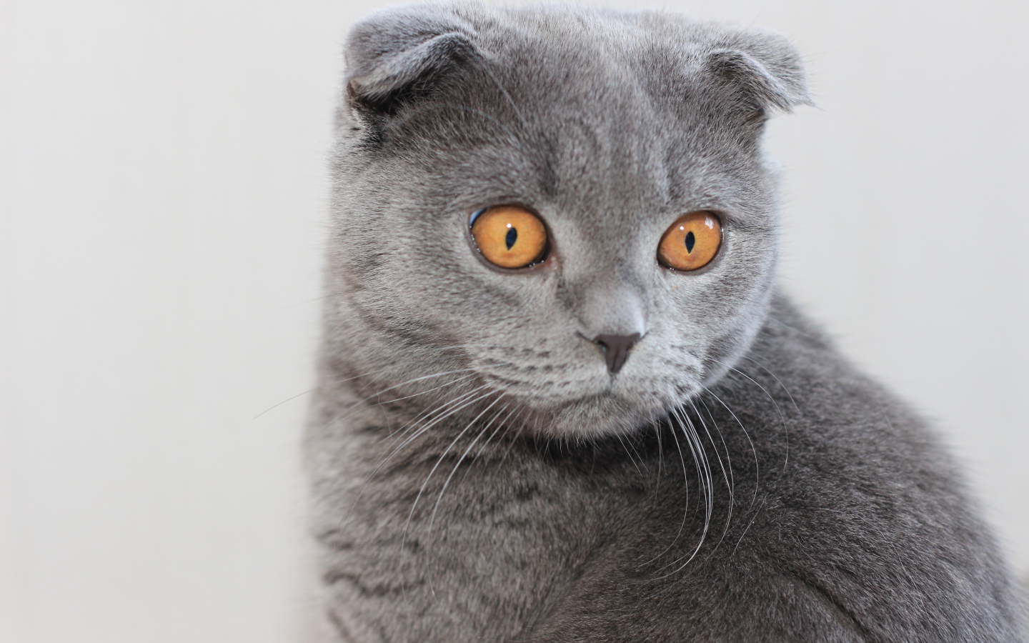 Серый шотландский вислоухий кот с большими карими глазами