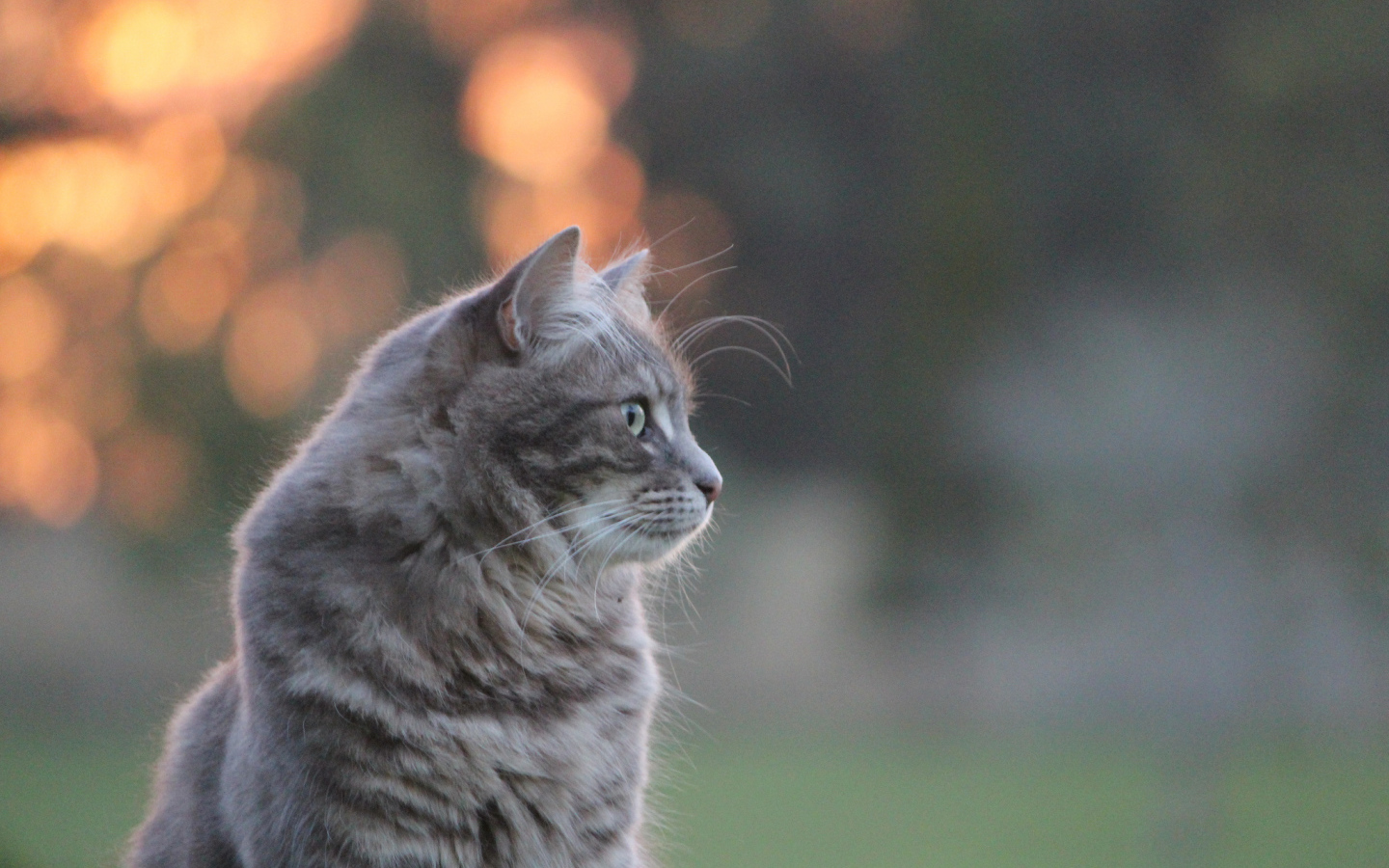 Серый пушистый кот на природе