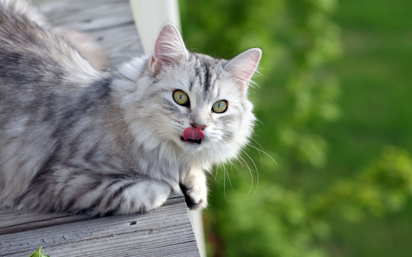 Серый пушистый кот облизался