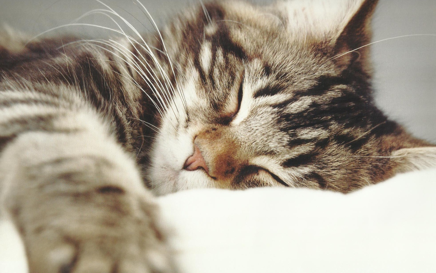 Маленький красивый кот спит