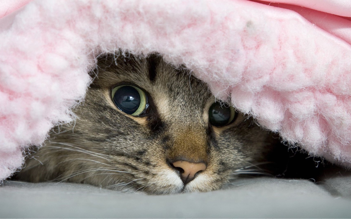 Полосатый хитрый кот