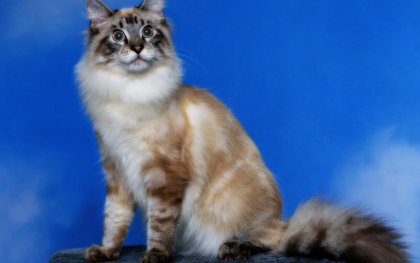 Кошка с пушистым хвостом