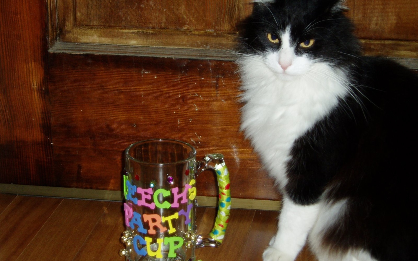 Черно белый кот у кружки